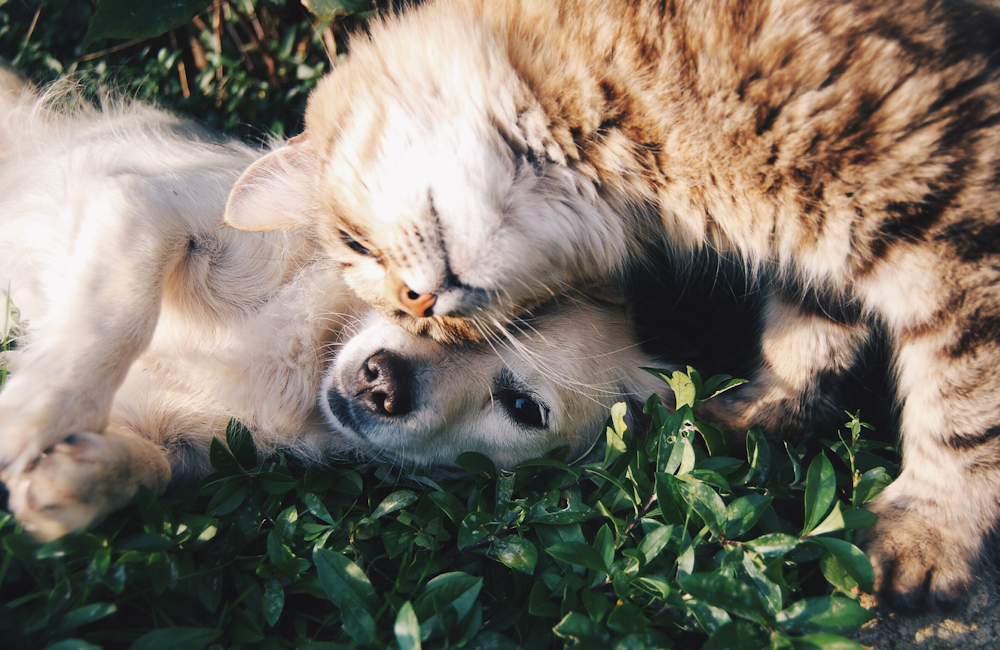 A dog and cat resting together in the grass